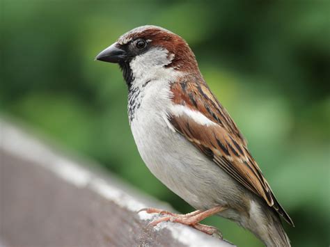Pin By Meighan On Cuties House Sparrow Sparrow Male Sparrow