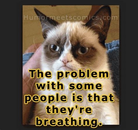 30 Funniest Grumpy Cat Memes Images And Pictures Stock