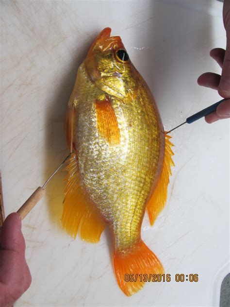 Unusual Gold Colored Fish Caught On Fox River Wluk