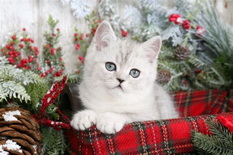 Exotic short hair persian kittens for adoption. Exotic Shorthair Persian Kittens | Exotic Shorthair ...