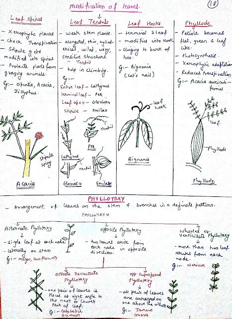 Morphology Of Flowering Plants Meconopsis Org