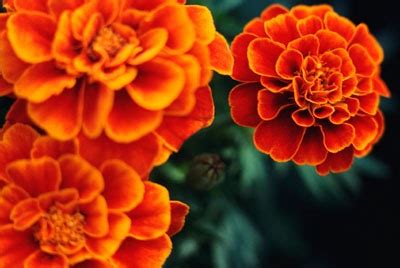 These bright red, orange, and yellow flowers are celebrated in the gardening world as a pest repellent. Know more about flowers that help to keep the bugs away