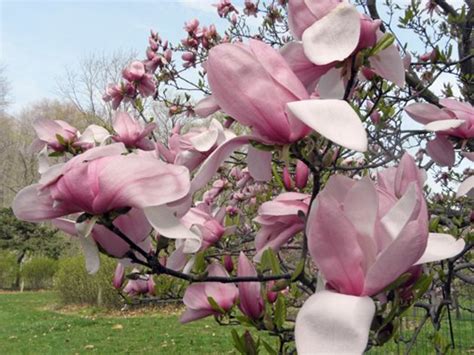 Check spelling or type a new query. 15 Types of Magnolia Trees and Shrubs (with Pictures ...