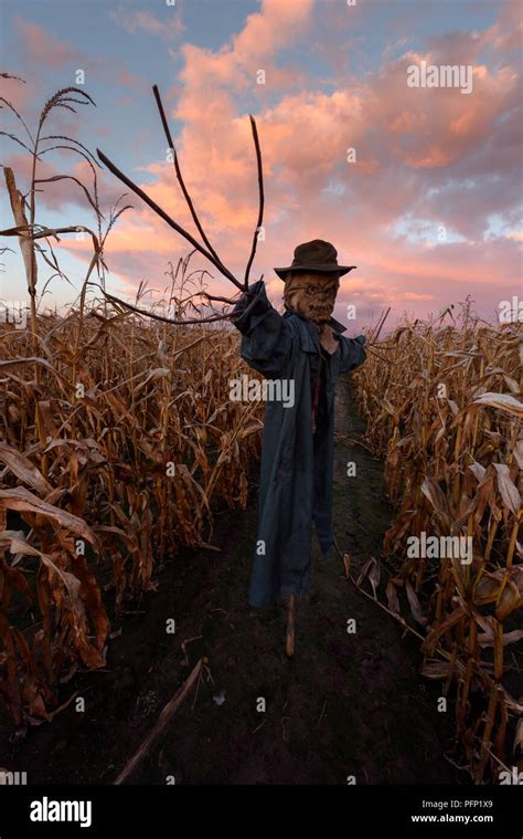 Scarecrow In Corn Field High Resolution Stock Photography And Images