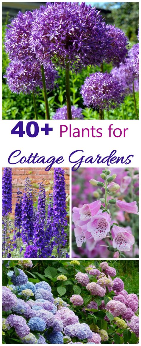 Cottage Garden Plants Perennials Annuals And Bulbs For