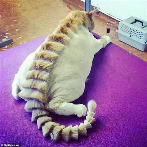 Cat Owners Are Styling Their Pets Mane With Crazy Haircuts That Make