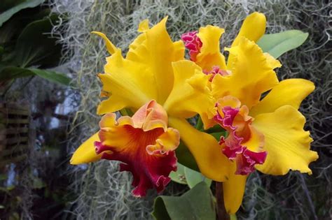 Read this guide to learn how to care for orchids and. A Guide on Growing and Caring for Cattleya Orchid - MORFLORA
