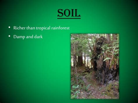 PPT Temperate Rainforest PowerPoint Presentation Free Download ID