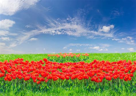 Red Tulips Among The Grass Against The Sky With Clouds Stock Image