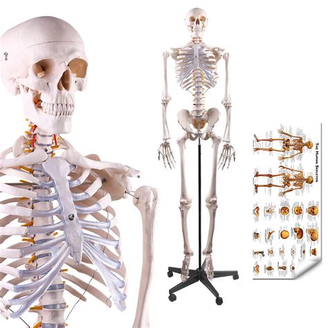 Human Bone Anatomy Model 3d Asset Human Skeleton