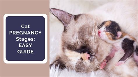 Cat Pregnancy Stages An Easy Guide Simply Kitties