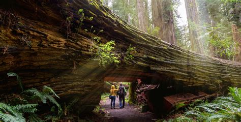 Best Places To See Redwoods Via