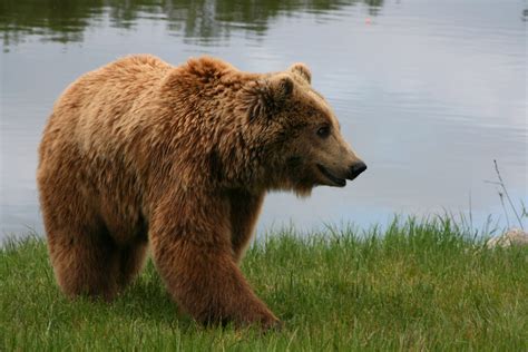 Filbrown Bear Ursus Arctos Arctos Smiling Wikipedia