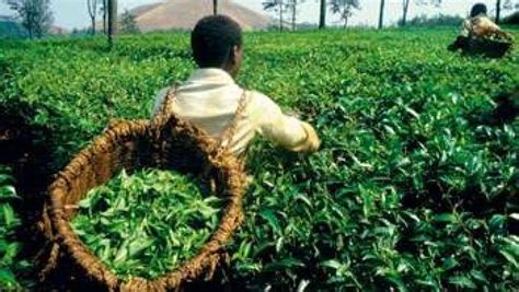 RDC  aucun rond du gouvernement pour financer les projets agricoles au
