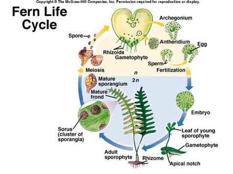 Learn vocabulary, terms and more with flashcards, games and other study tools. Haploid-diploidy, a (brief?) history