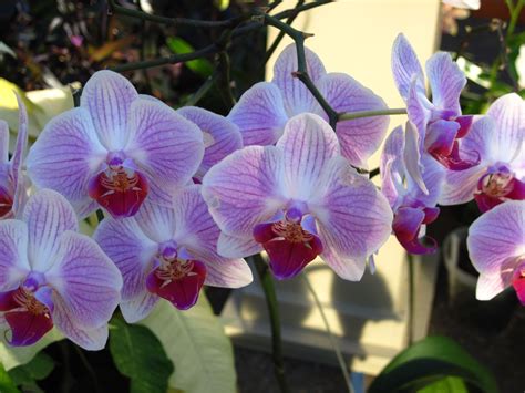 Check spelling or type a new query. Ann Arbor Botanical Garden | Eastern michigan university ...