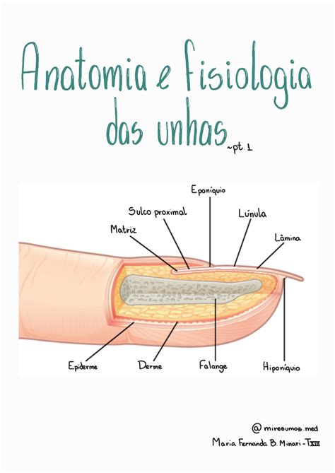 Anatomia Das Unhas Pdf