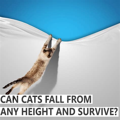 Can Cats Fall From Any Height And Survive Blindbengal