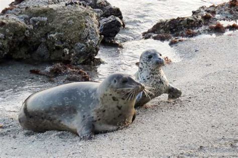 Marine Mammal Center Desperate For Volunteers To Help Seal Pups