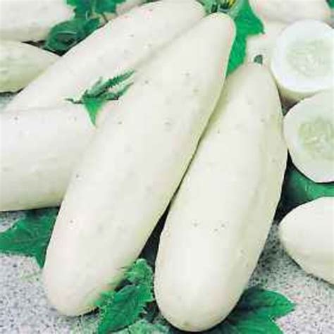 Cucumber White Wonder Seeds Etsy