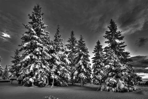 Snow Covered Trees Bw Photograph By Ivan Slosar Fine Art America