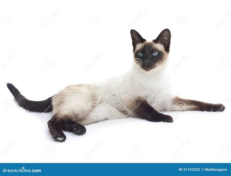 Siamese Cat Lying Down Stock Photography Image 21152522