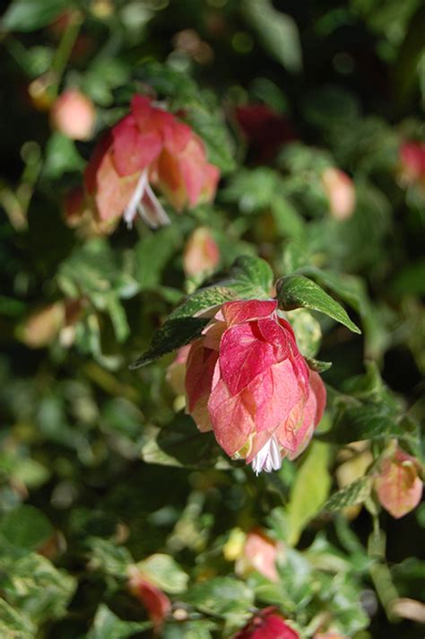 For some reason, they never caught on to the same degree as houseplants. Variegated Shrimp Plant (Justicia brandegeana 'Variegata ...