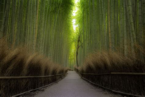 The internet raves about Japan’s famous bamboo forest. Here’s what it