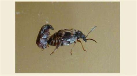 Seed Beetle Kicks Sign Of Antagonistic Coadaptation