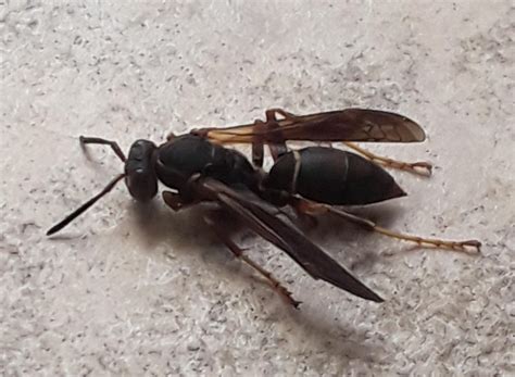 What Type Of Wasp Is This Theyre Showing Up In My House Whatsthisbug