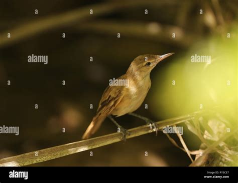 Acrocephalus Atyphus Rangiroa Hi Res Stock Photography And Images Alamy