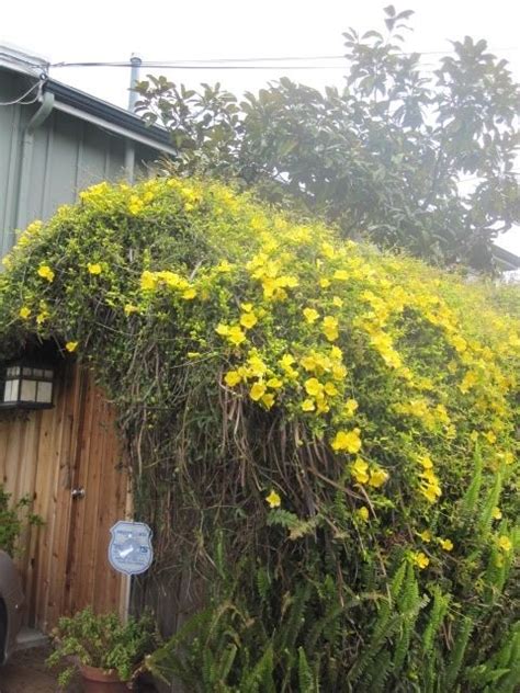 Vines can grow in the narrowest spaces and climb and twine in ways other plants simply cannot. Gelsemium sempervirens Carolina Jasmine is an evergreen ...