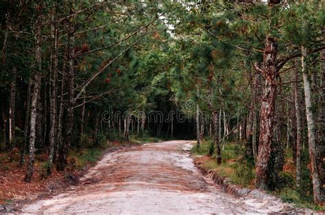 Pine Tree Forest And Nature Trail Road At Phu Kradueng Loei Thailand