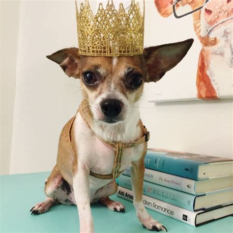 Dog Crown Puppy Crown Gold Crown Chihuahua Crown Pet Crown Pet
