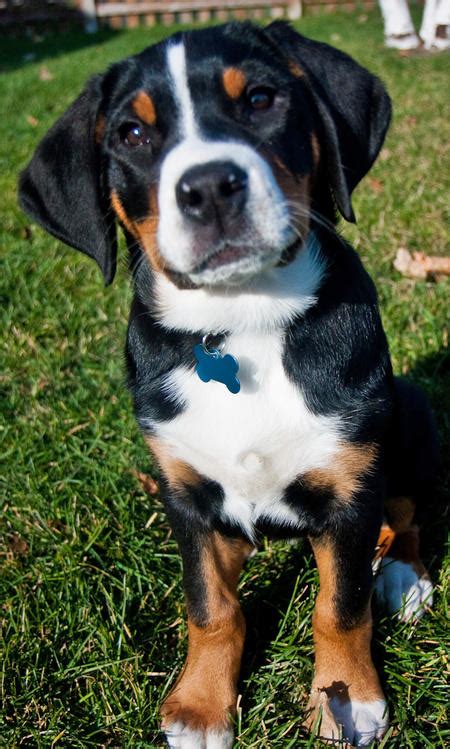 Switzerland Dog Greater Swiss Mountain Dog Breeders And Dogs For Slae