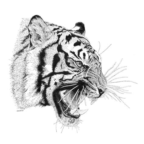 If you draw with pen and ink and or pencil.jump on in. Animal Series - Great Collection ~ Sathish's Gallery ...