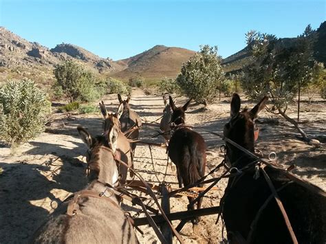 The Cederberg Heritage Route Donkey Cart Adventures Clanwilliam