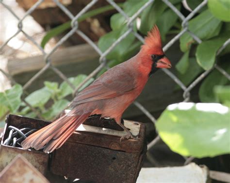 The Birdist Hawaiian Birds And Wildlife Mega Photo Post