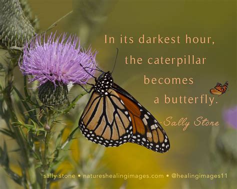 Quotes About Caterpillars Becoming Butterflies Aden