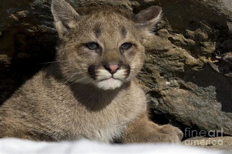 Cougar Cub Photograph By Linda Freshwaters Arndt Pixels