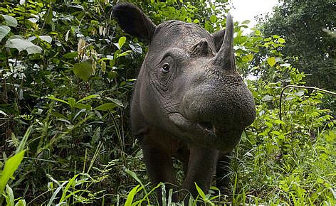 Located in the tropics, malaysia is one of 17 megadiverse countries on earth, with large numbers of endemic species. Scrambling to Save Malaysia's Wildlife - Clean Malaysia