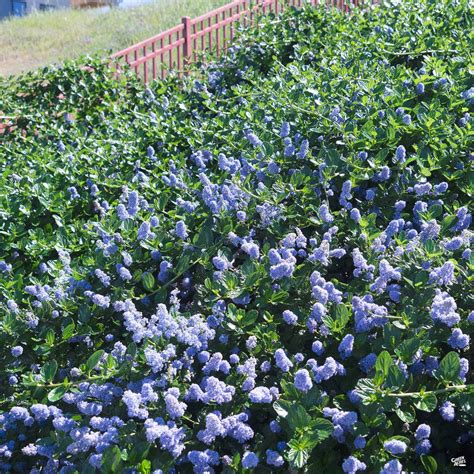 Wild Lilac Carmel Creeper — Green Acres Nursery And Supply