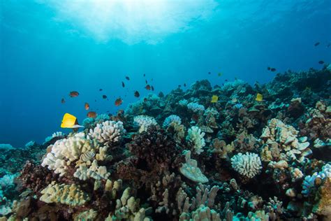 West Hawaiʻi Reefs Showing Signs Of Recovery Hawaii
