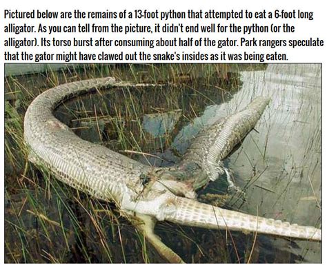 This Burmese Python Tried To Eat An Alligator But It Didnt End Well 3