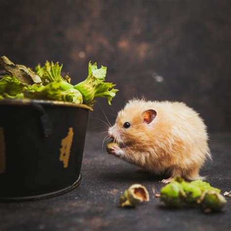 Hamster Eating Hazelnut Side View On A Dark Brown Free Photo
