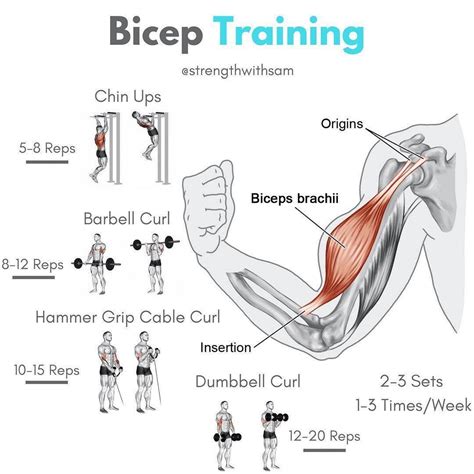 2 Most Powerful Biceps Workout Plans Big Biceps
