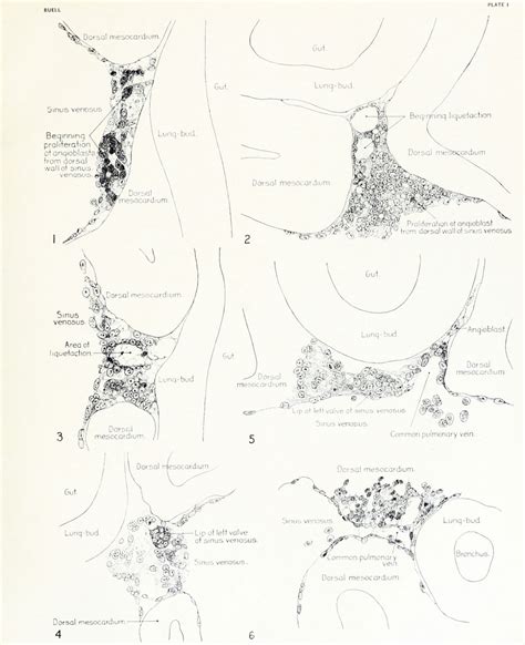 Book Contributions To Embryology Carnegie Institution No66 Embryology