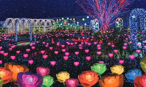 Light up flowers for garden. Enjoy Japanese wisteria and a light-up at Ashikaga City's ...