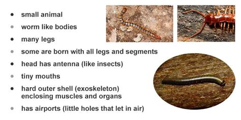 Types Of Centipedes