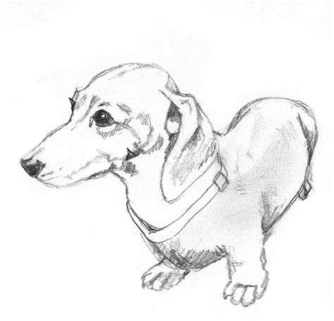 Dachshund Drawing At Getdrawings Free Download